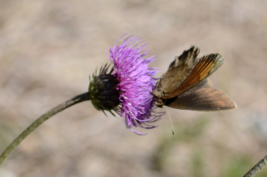 Erebia da id.